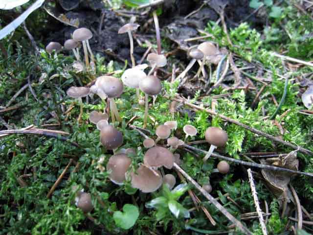 Tra vecchi Aphyllophorales e primordi primaverili